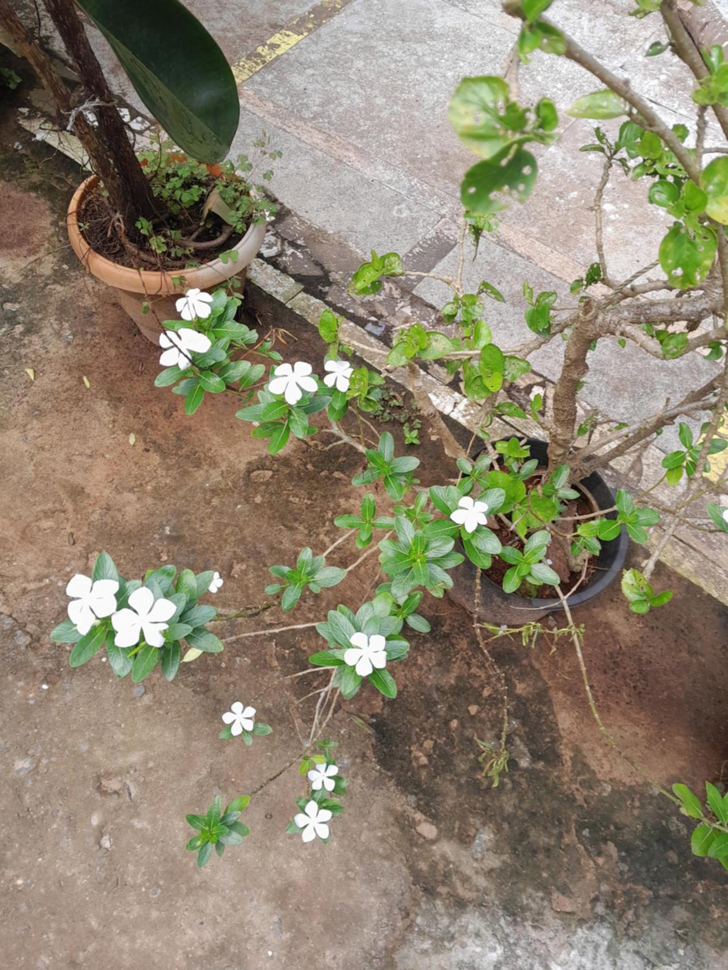 Ivon Guest House Arambol Ngoại thất bức ảnh